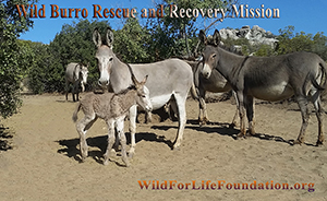 WFLF Wild Burro Sanctuary